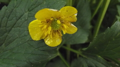 Ranunculus repens