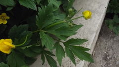 Ranunculus repens