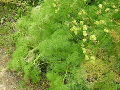 Prangos ferulacea