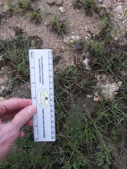 Dalea tenuis