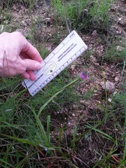 Dalea tenuis