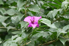 Magnoliopsida