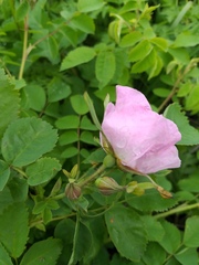 Rosa viarum