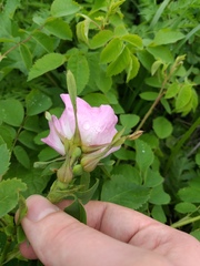 Rosa viarum