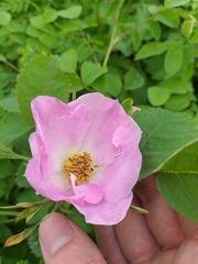 Rosa viarum