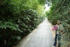 Fatsia japonica