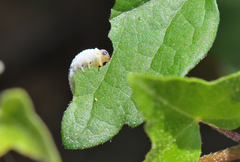 Monophadnus spinolae