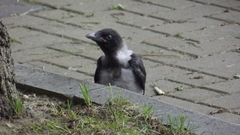 Corvus cornix