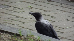 Corvus cornix