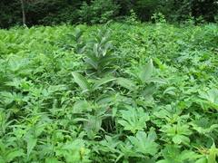 Veratrum dahuricum