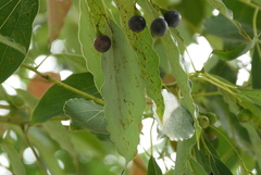 Cinnamomum camphora