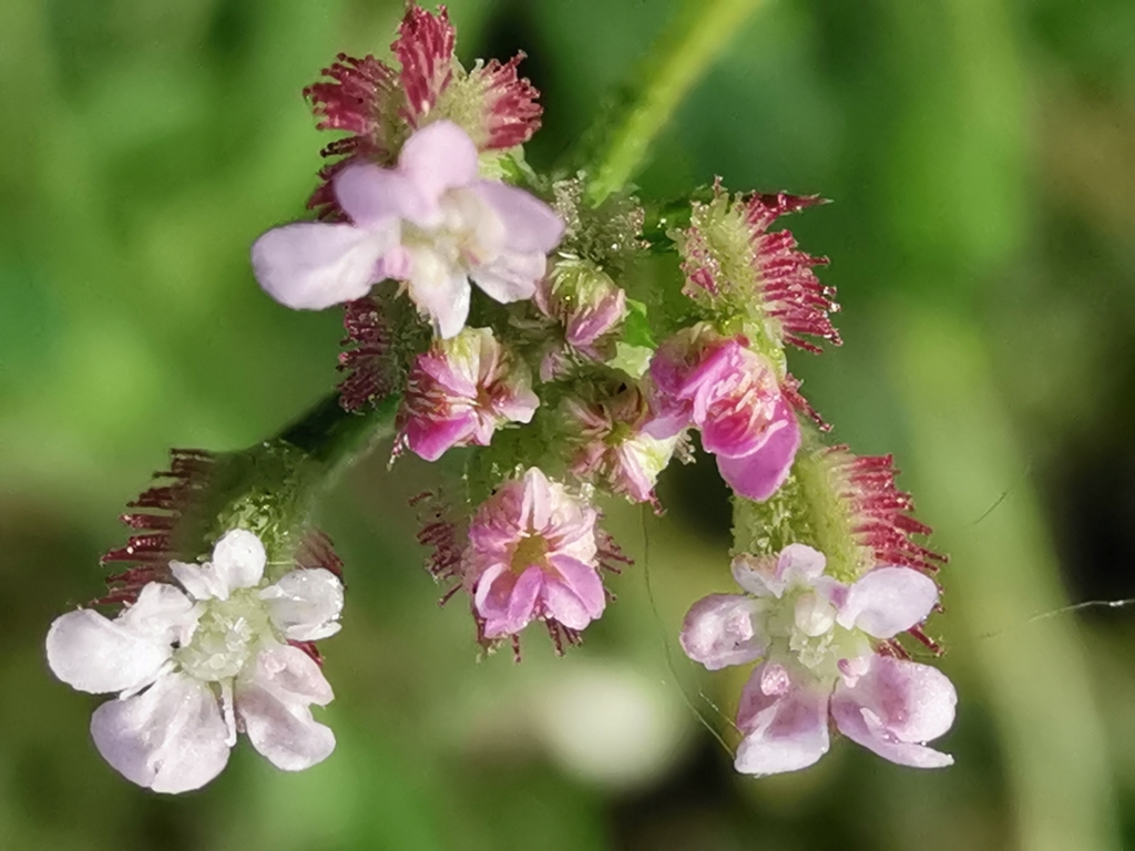 African Hedgeparsley