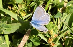 Polyommatus celina