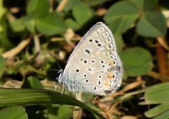Polyommatus celina