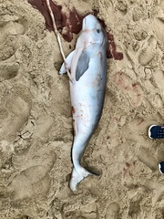Kogia breviceps