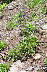 Penstemon subserratus