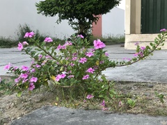 Catharanthus roseus