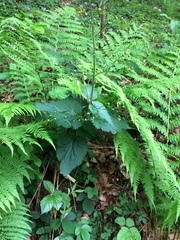 Scrophularia alpestris