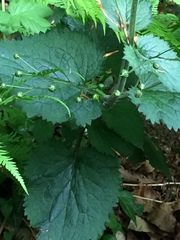 Scrophularia alpestris