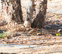 Passer domesticus