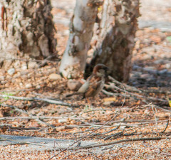 Passer domesticus