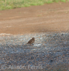Passer domesticus