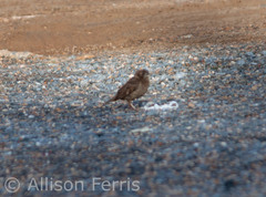 Passer domesticus