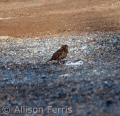 Passer domesticus