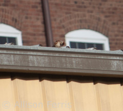Passer domesticus