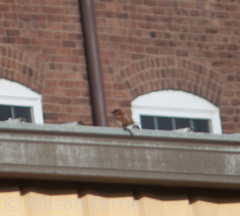 Passer domesticus