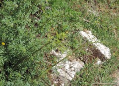 Scrophularia canina canina