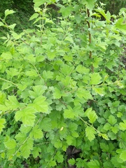 Crataegus maximowiczii
