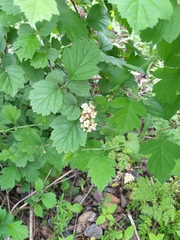 Crataegus maximowiczii