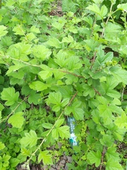 Crataegus maximowiczii