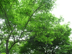 Fraxinus mandshurica
