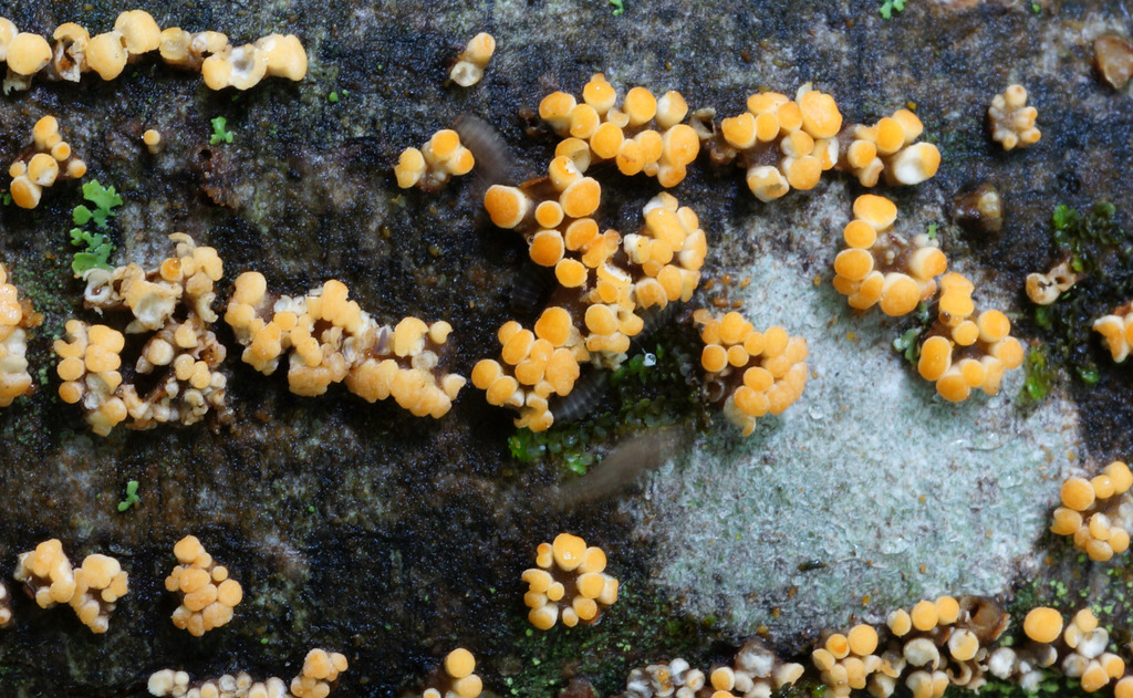 Pezicula carpinea