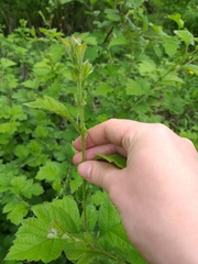 Crataegus maximowiczii