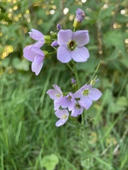 Cardamine pratensis