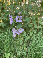 Cardamine pratensis