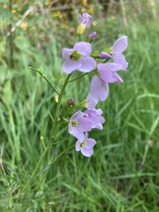 Cardamine pratensis