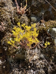 Sedum radiatum