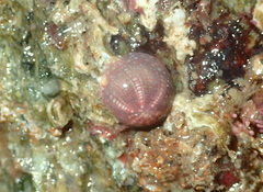 Aulactinia verrucosa image