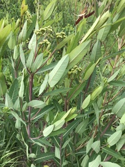 Apocynum cannabinum