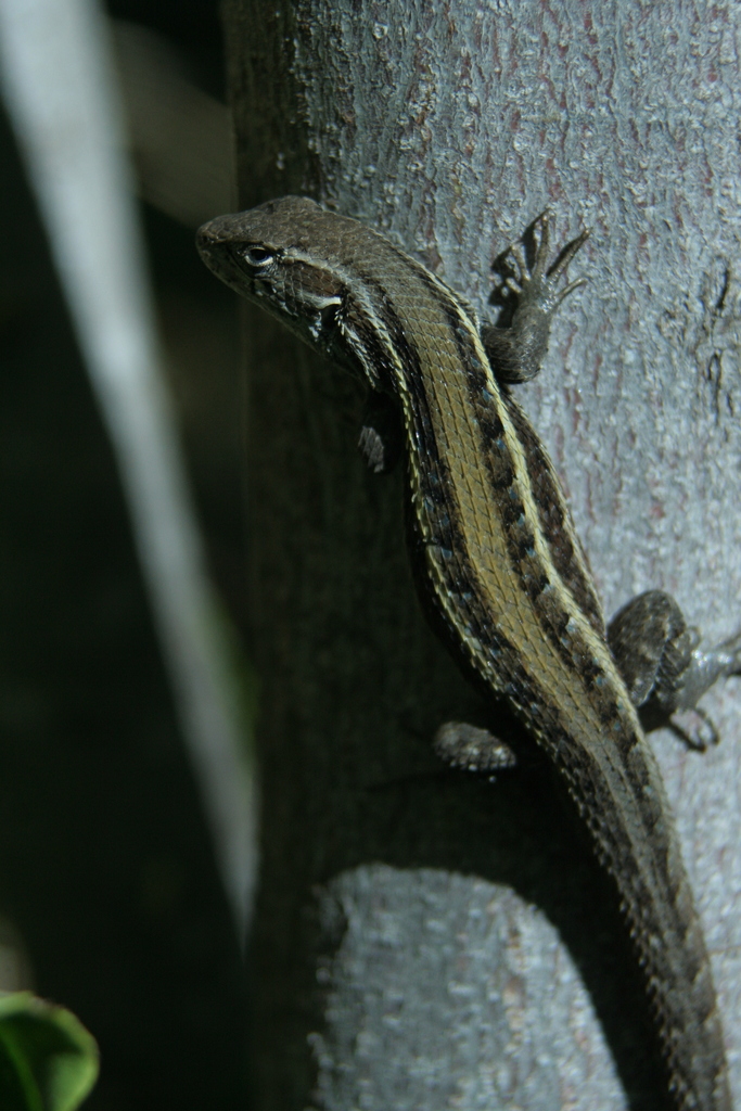 Wreath Tree Iguana