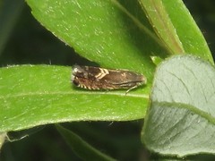 Grapholita interstinctana