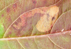 Aulagromyza orbitalis