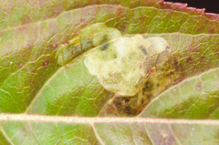 Aulagromyza orbitalis