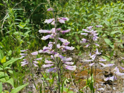 Penstemon hirsutus