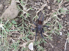 Acentropelma