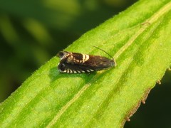 Grapholita interstinctana